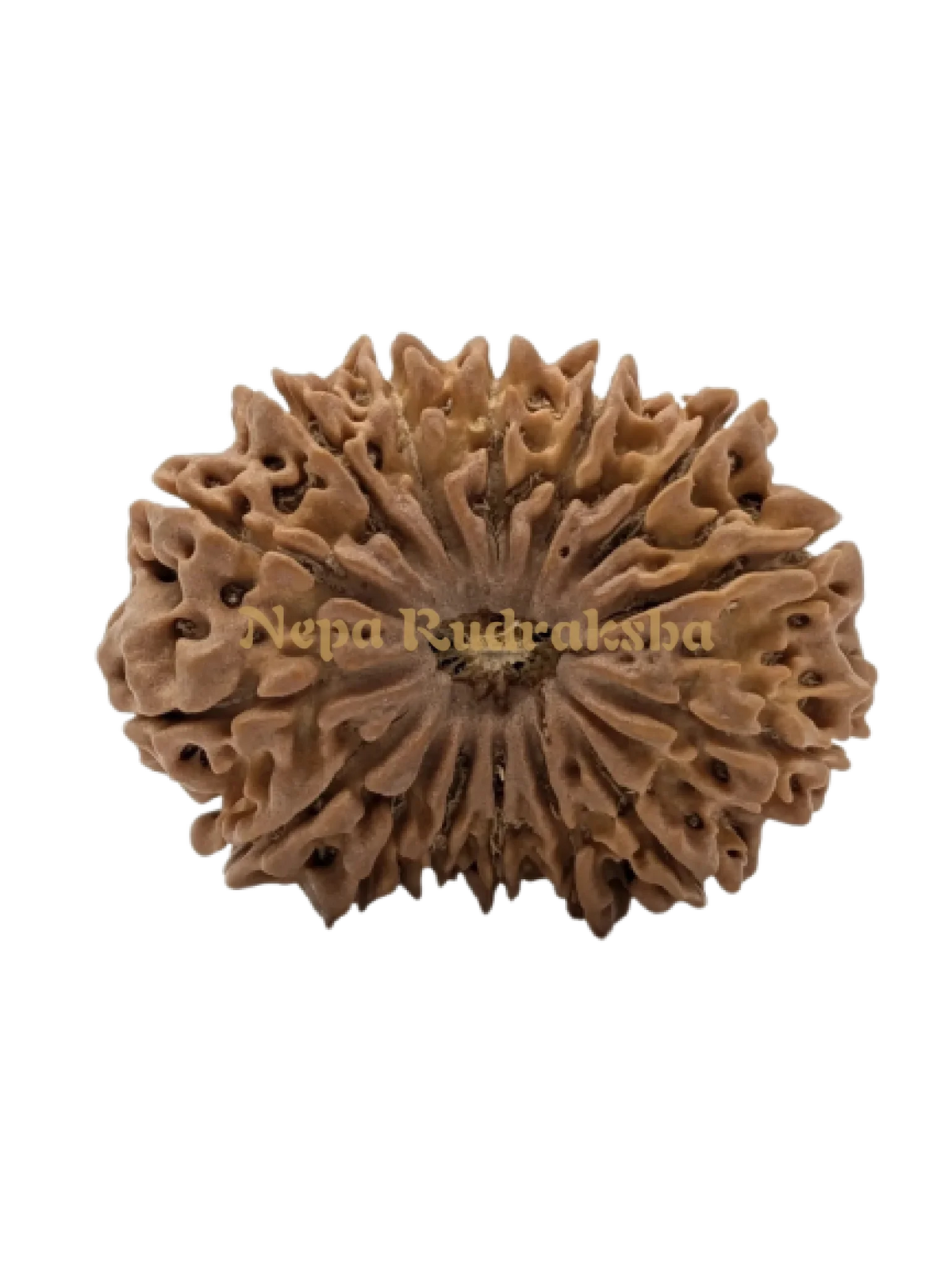 15 Mukhi (Super Collector) Rudraksha