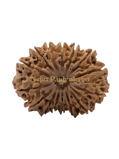 15 Mukhi (Super Collector) Rudraksha