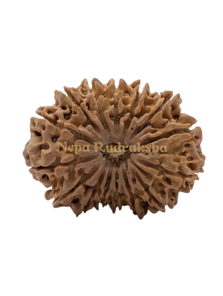 15 Mukhi (Super Collector) Rudraksha