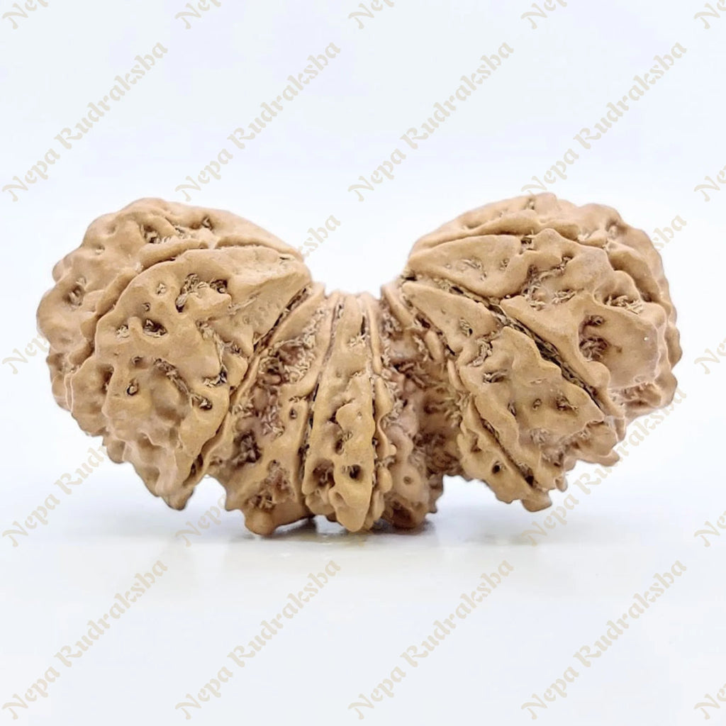 15 Mukhi Trijuti Rudraksha 41Mm 2687