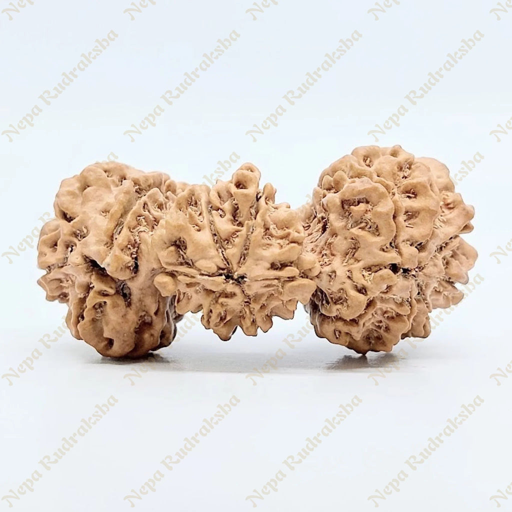 15 Mukhi Trijuti Rudraksha 41Mm 2687