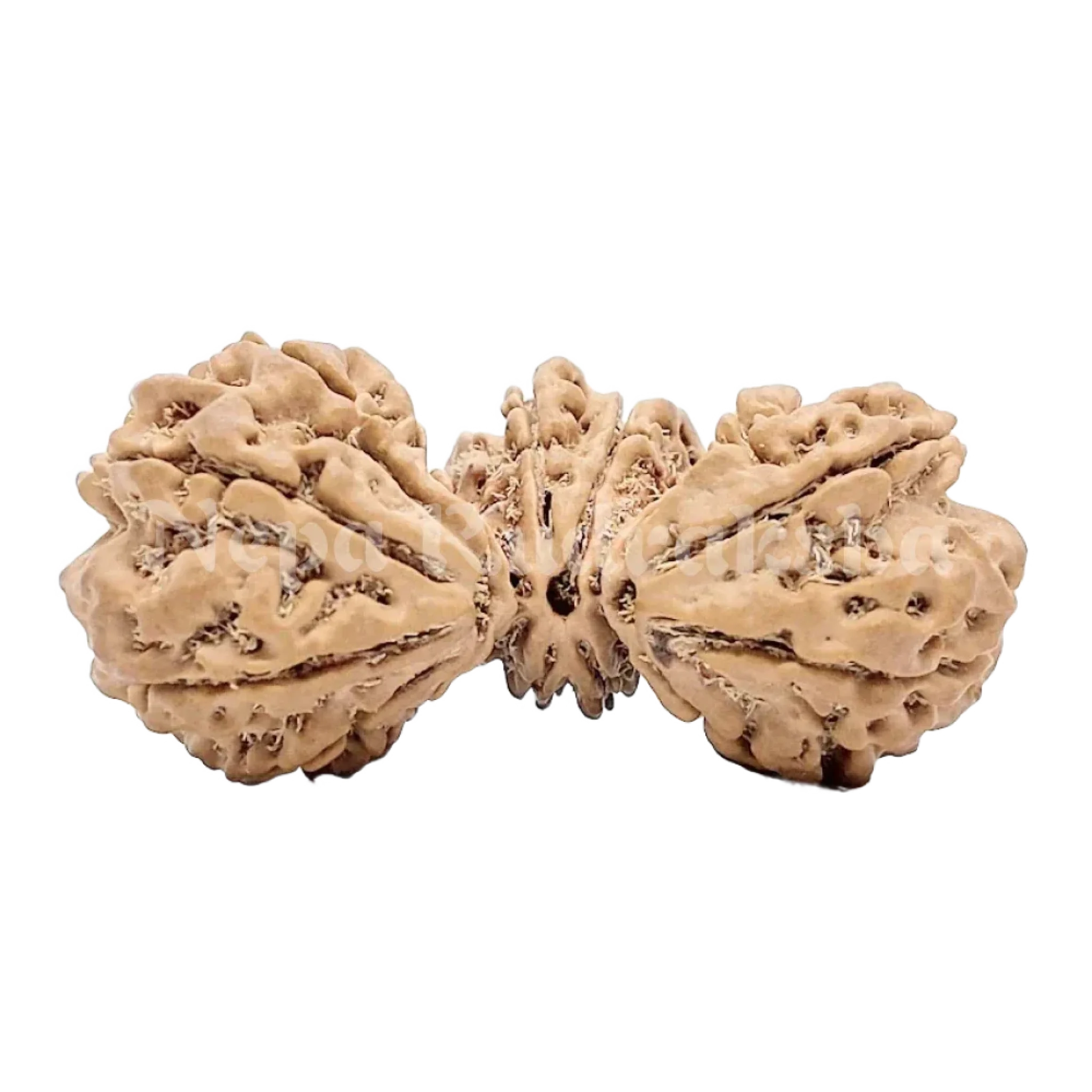 15 Mukhi Trijuti Rudraksha 41mm