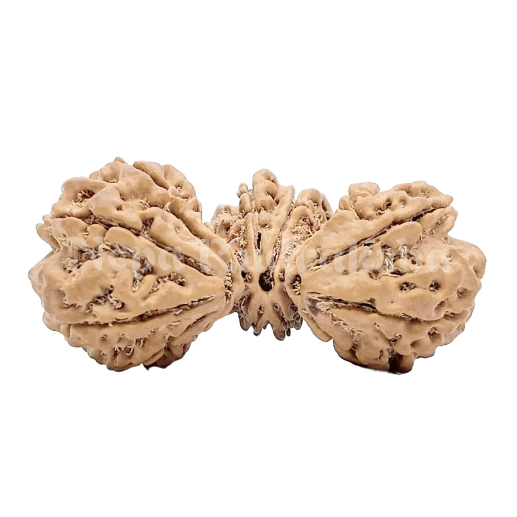 15 Mukhi Trijuti Rudraksha 41Mm 2687