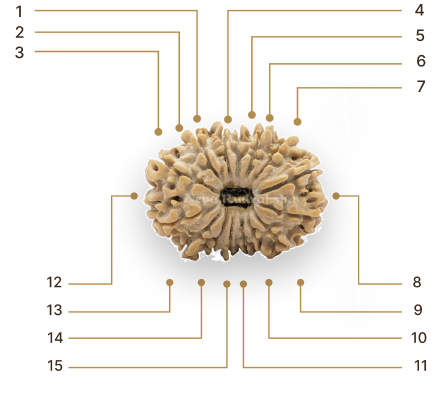 Rudraksha Image