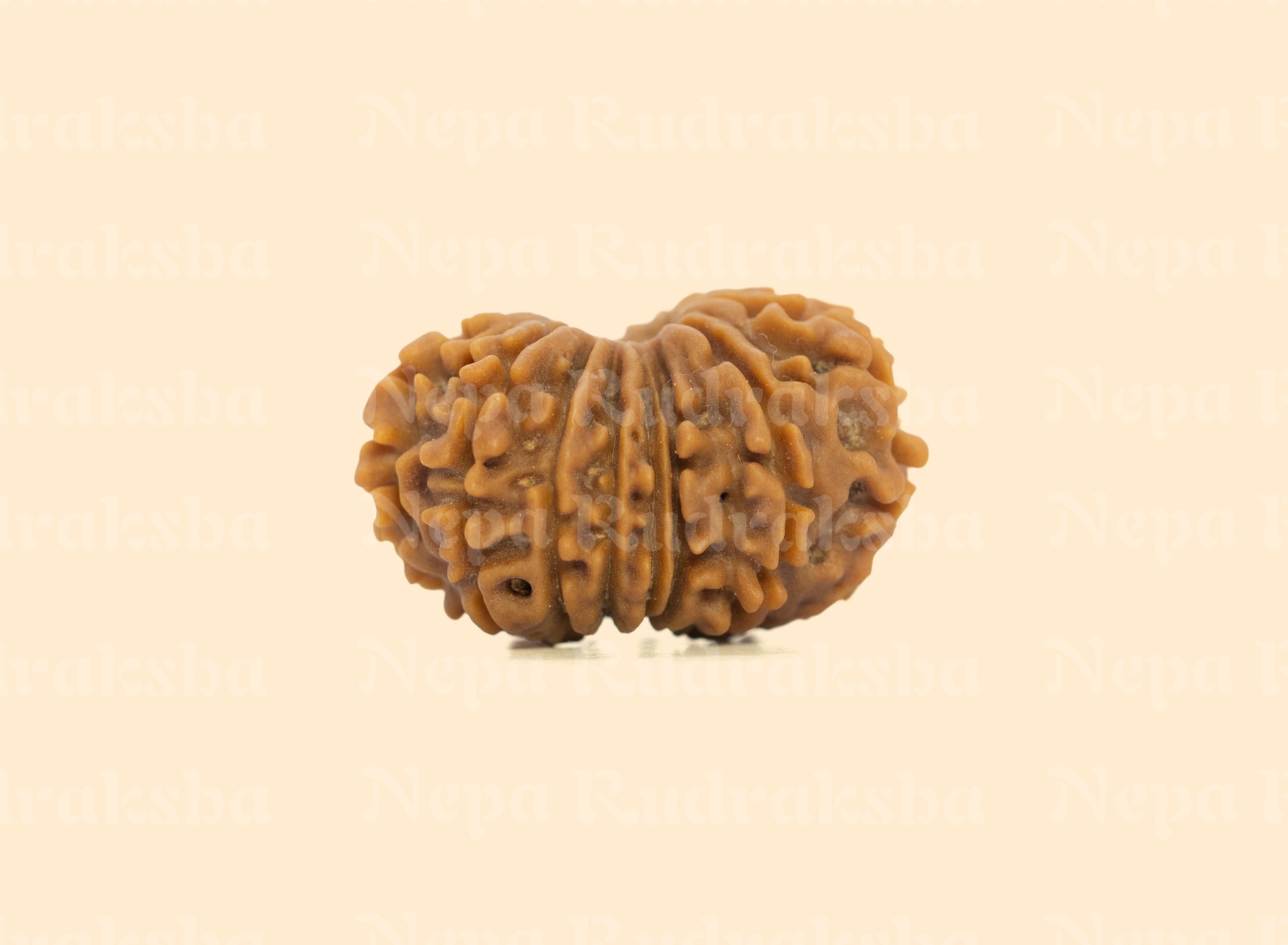 16 Mukhi (Regular) Rudraksha