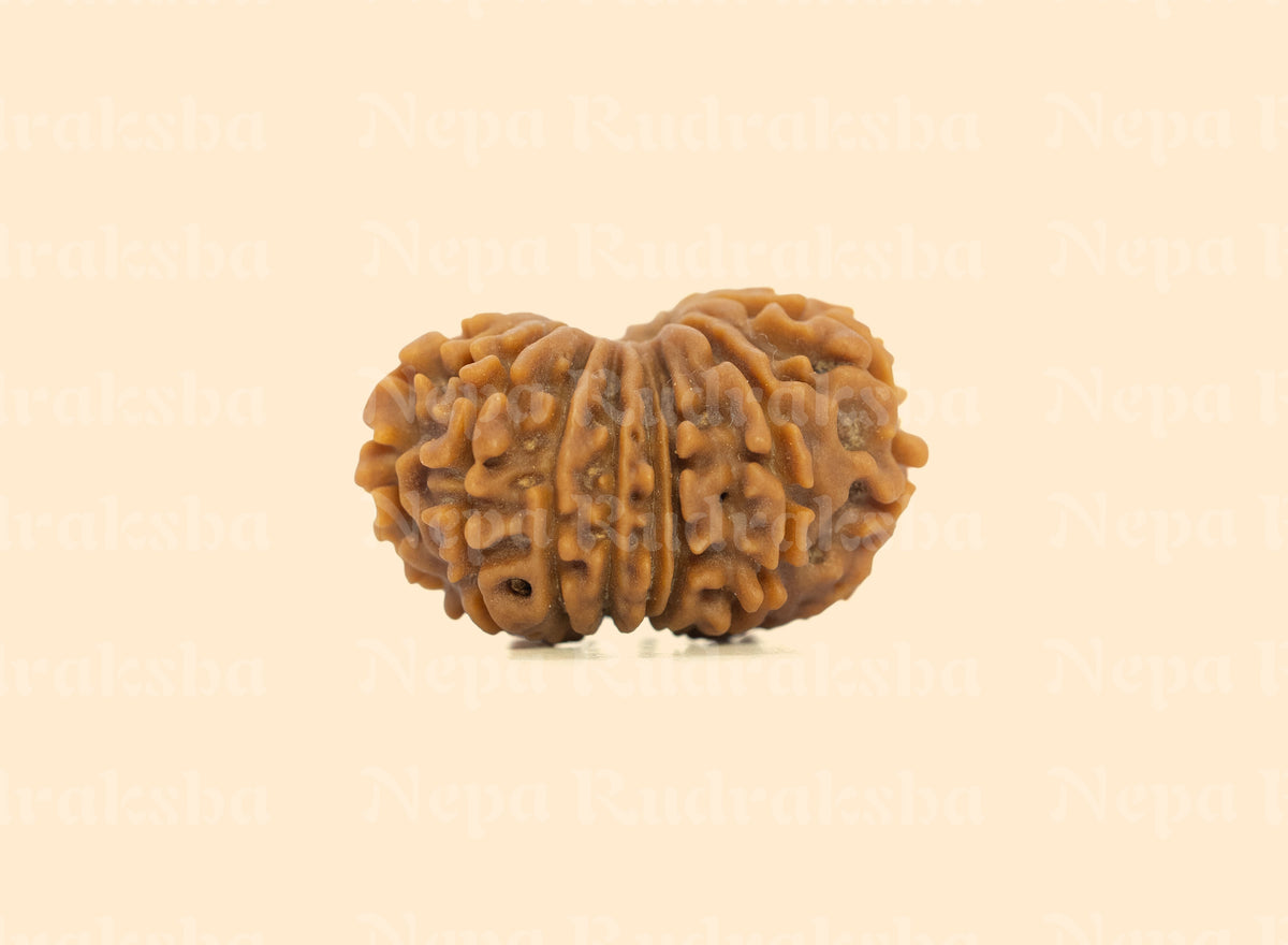 16 Mukhi (Regular) Rudraksha