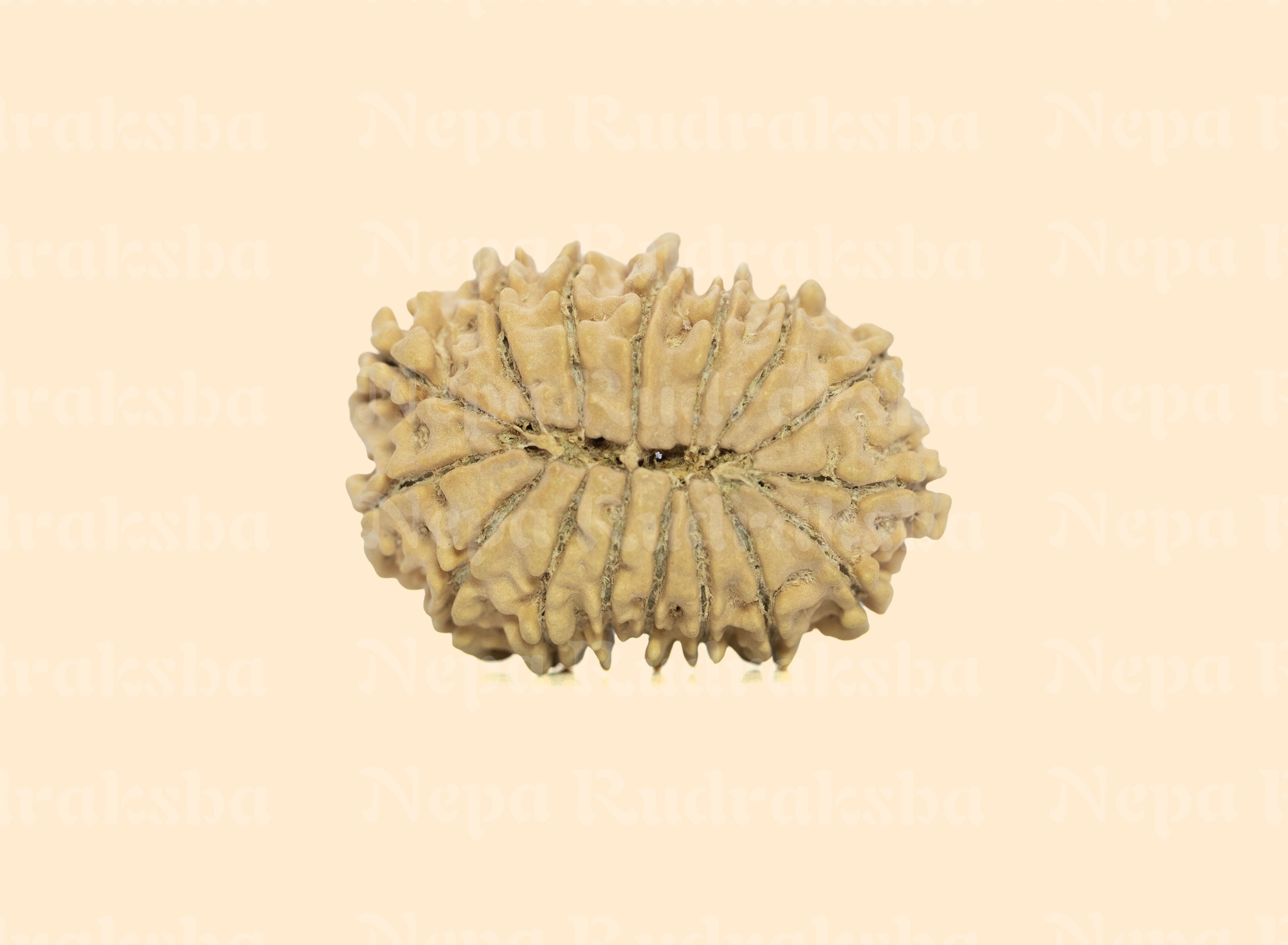 16 Mukhi (Medium) Rudraksha