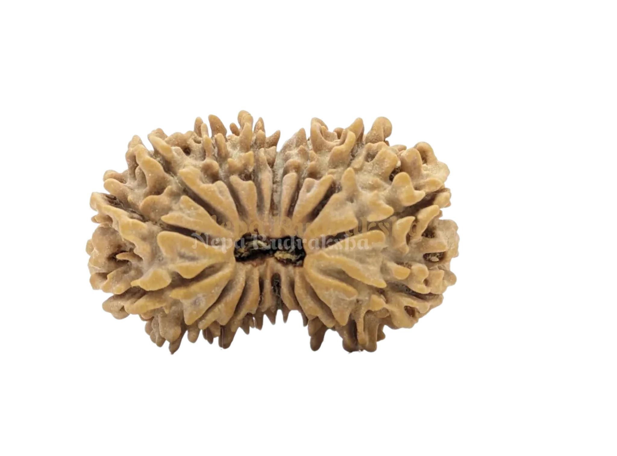 16 Mukhi (Collector) Rudraksha