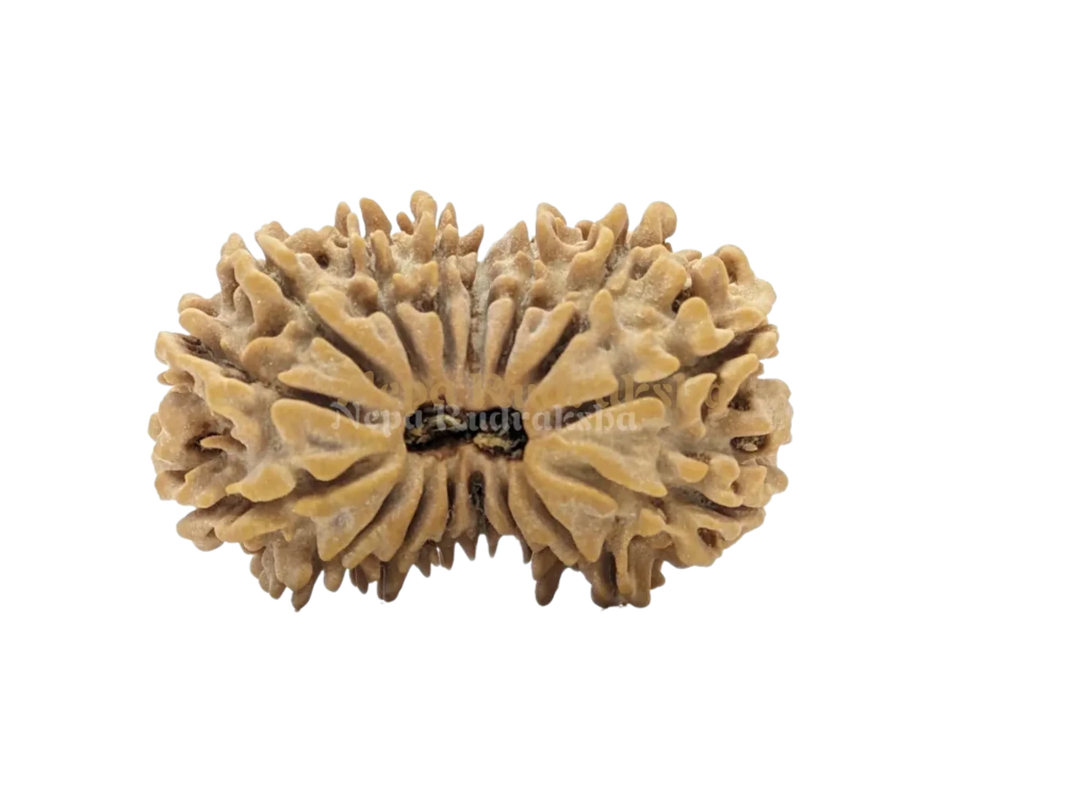 16 Mukhi (Collector) Rudraksha