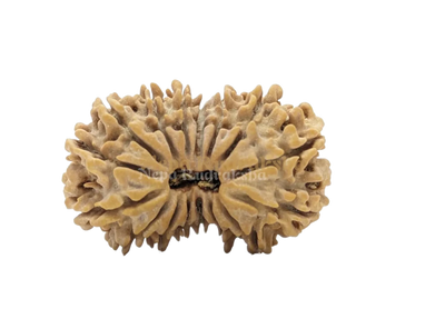 16 Mukhi (Collector) Rudraksha