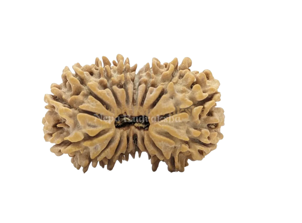 16 Mukhi Collector Rudraksha Front Face