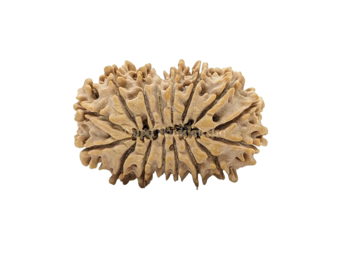 16 Mukhi (Collector) Rudraksha