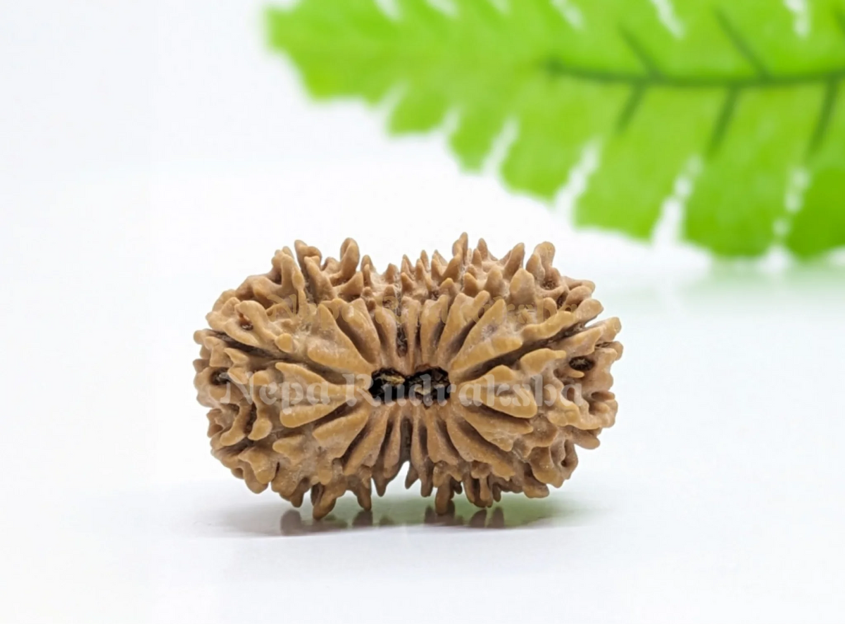16 Mukhi (Collector) Rudraksha