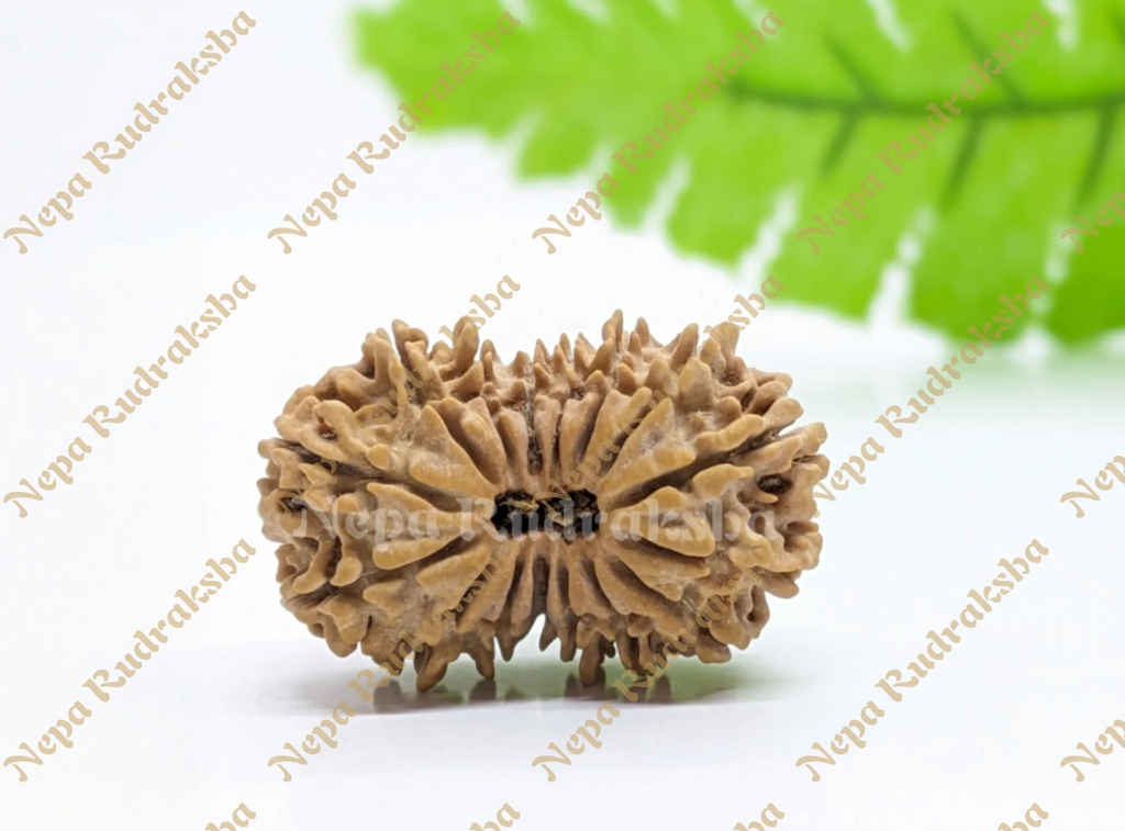 16 Mukhi Collector Rudraksha