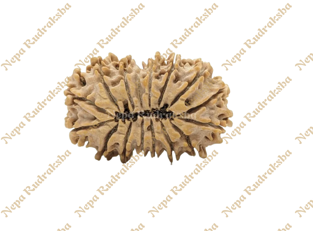 16 Mukhi Collector Rudraksha Back Face