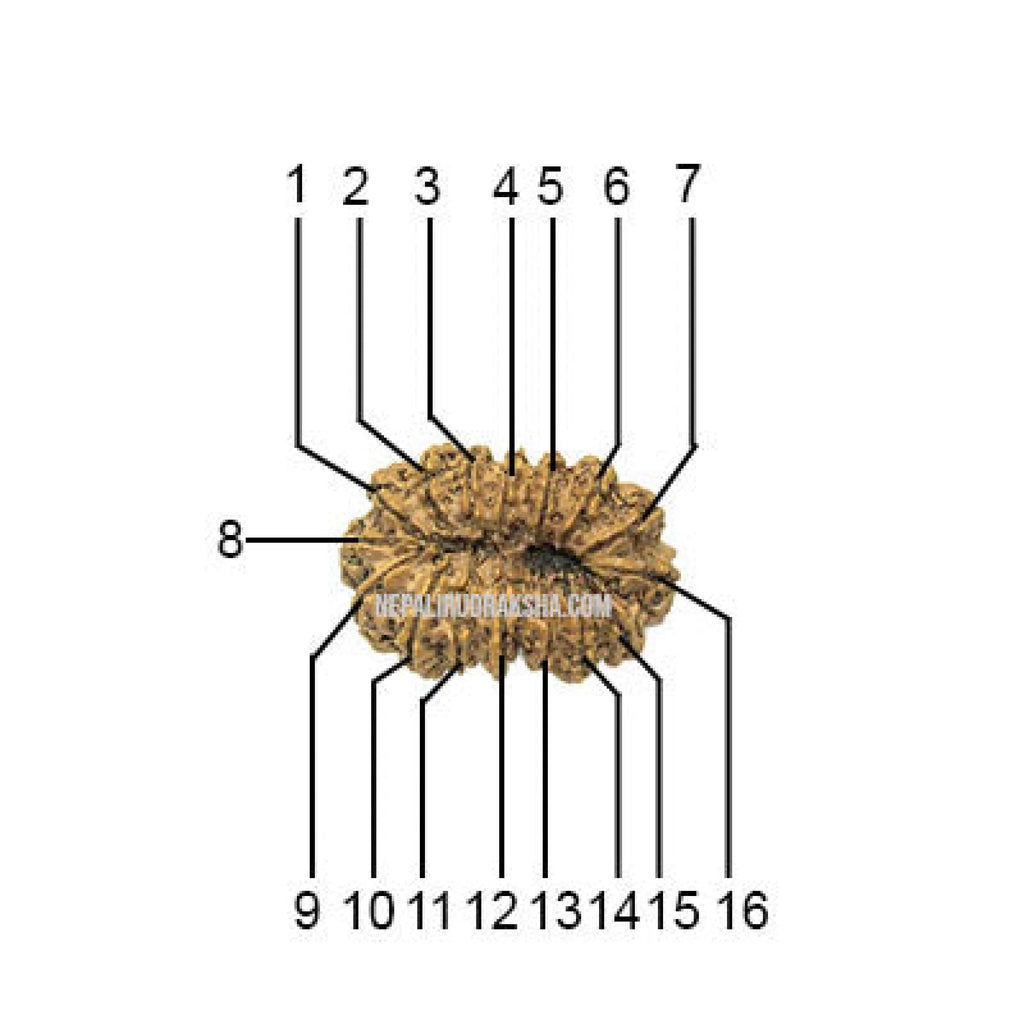 16 Mukhi Collector Rudraksha Face Count