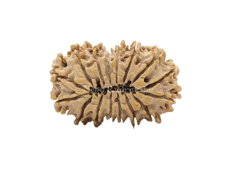 16 Mukhi Collector Rudraksha Back Face