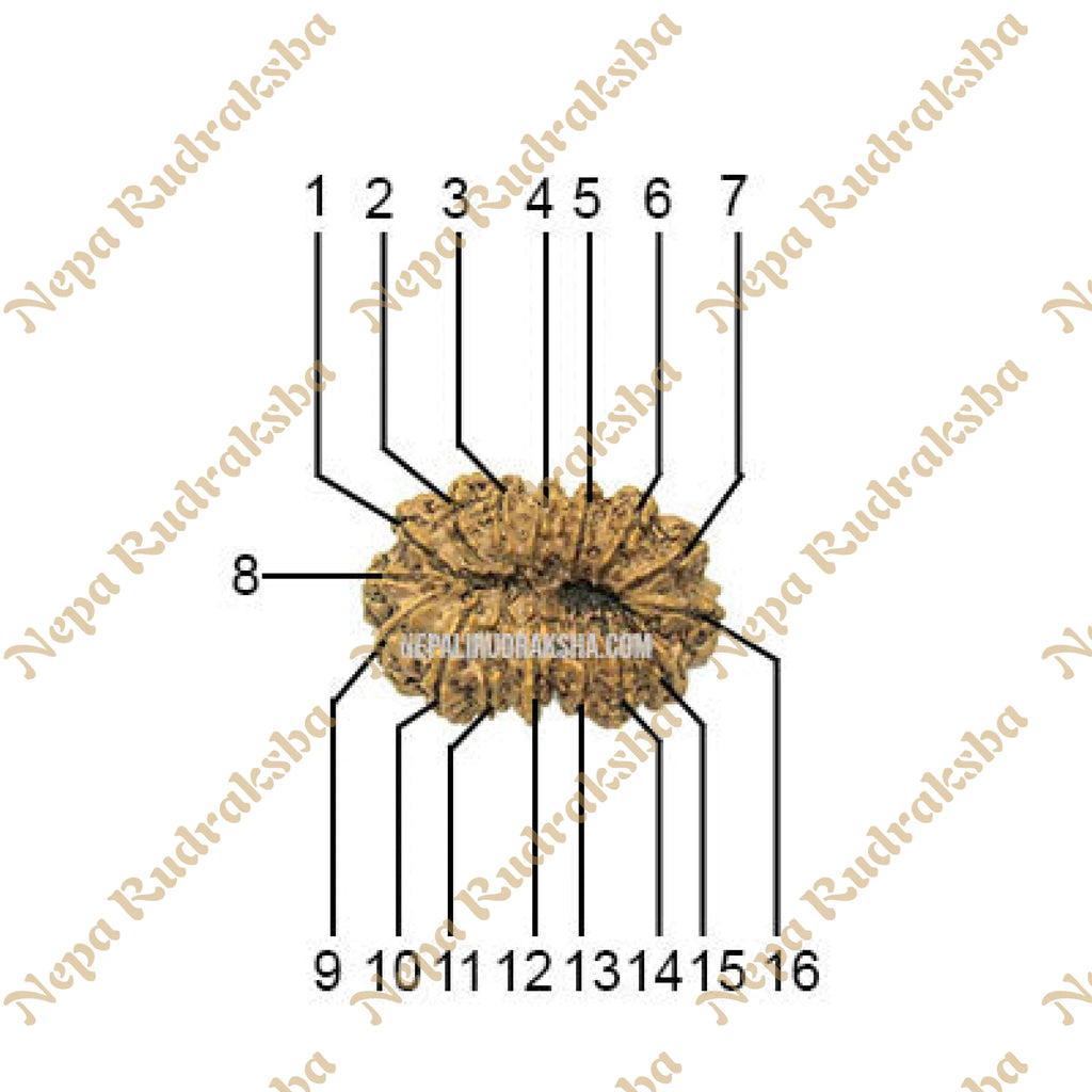 16 Mukhi Collector Rudraksha Face Count