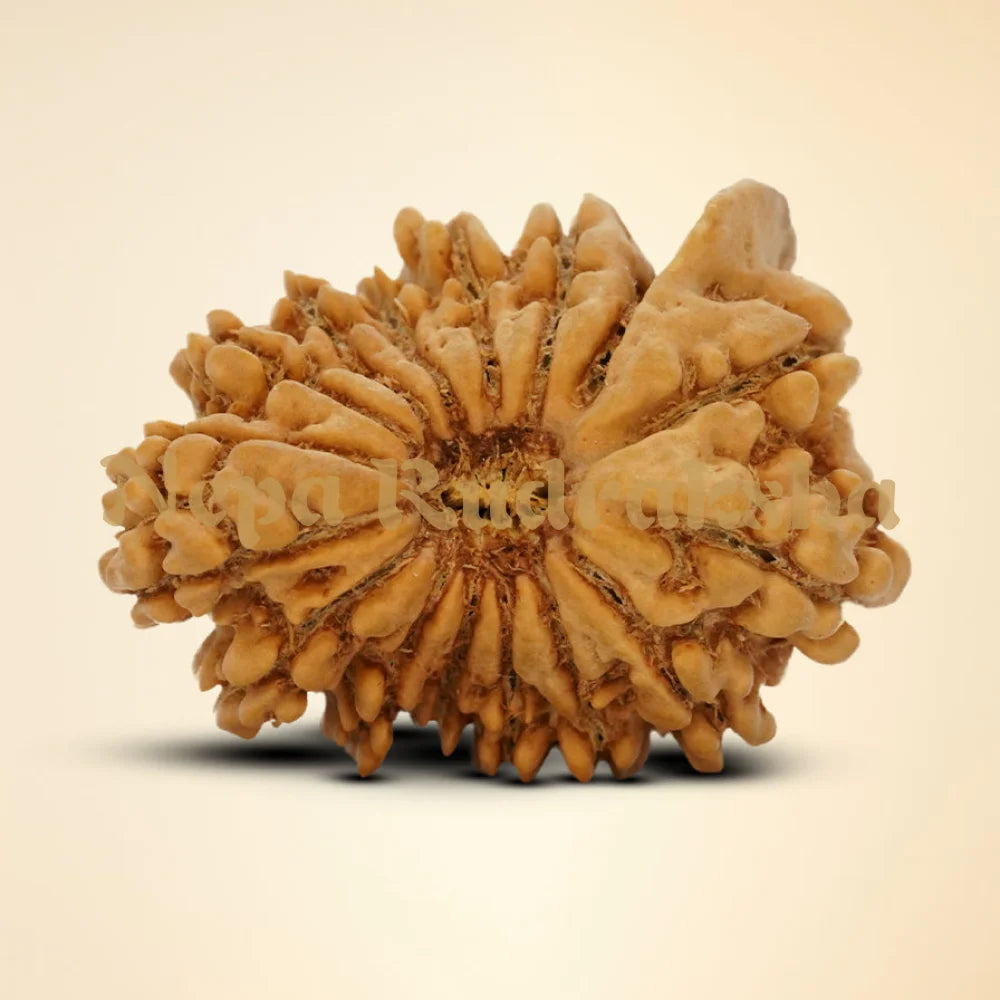 16 Mukhi Ganesh Rudraksha