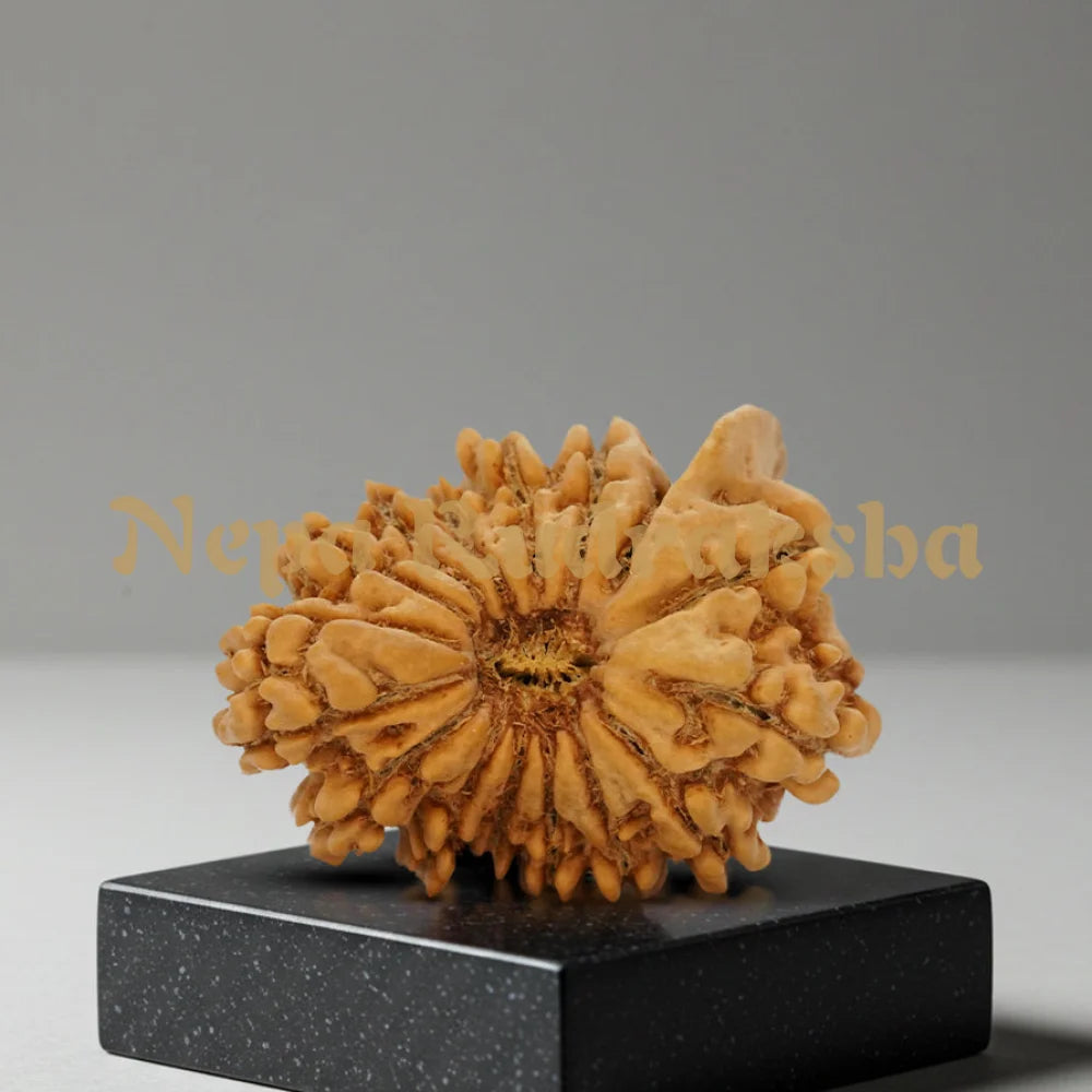 16 Mukhi Ganesh Rudraksha
