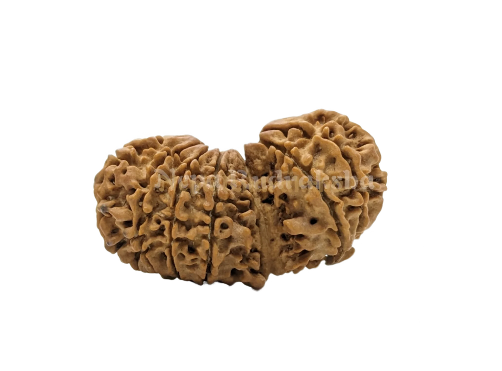 16 Mukhi (16 Gauri Shankar)