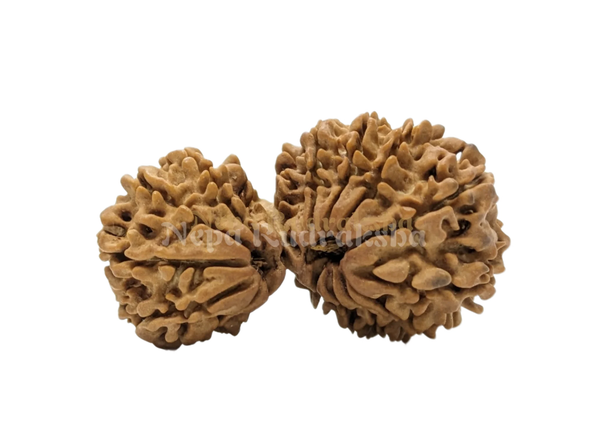 16 Mukhi (16 Gauri Shankar)