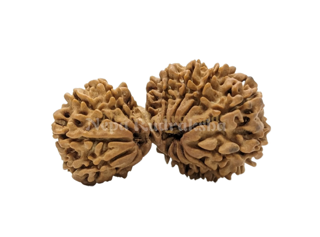 16 Mukhi (16 Gauri Shankar)