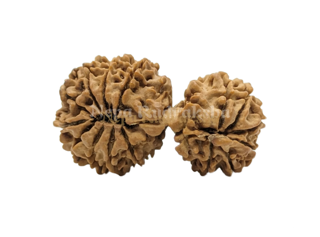 16 Mukhi (16 Gauri Shankar)