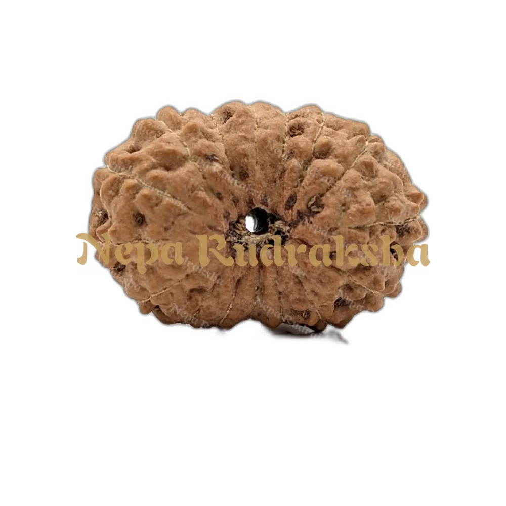 16 Mukhi Indonesian (Collector - 10547)