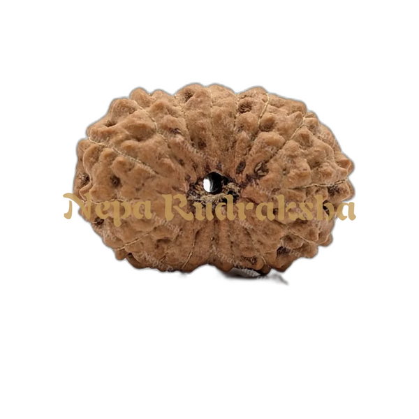 16 Mukhi Indonesian (Collector - 10547)
