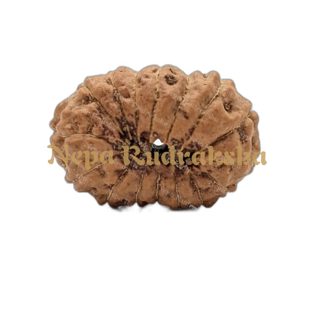 16 Mukhi Indonesian (Collector - 10547)