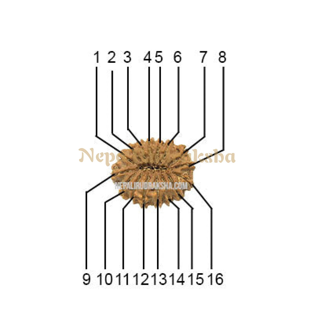 16 Mukhi Medium Sized Rudraksha Face Count