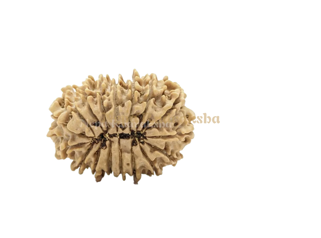 16 Mukhi Medium Sized Rudraksha Back Face