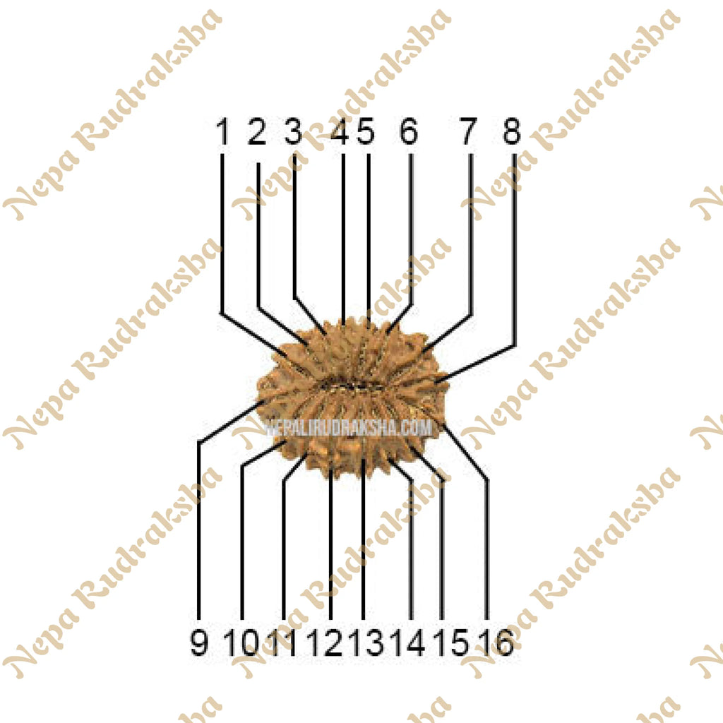 16 Mukhi Medium Sized Rudraksha Face Count