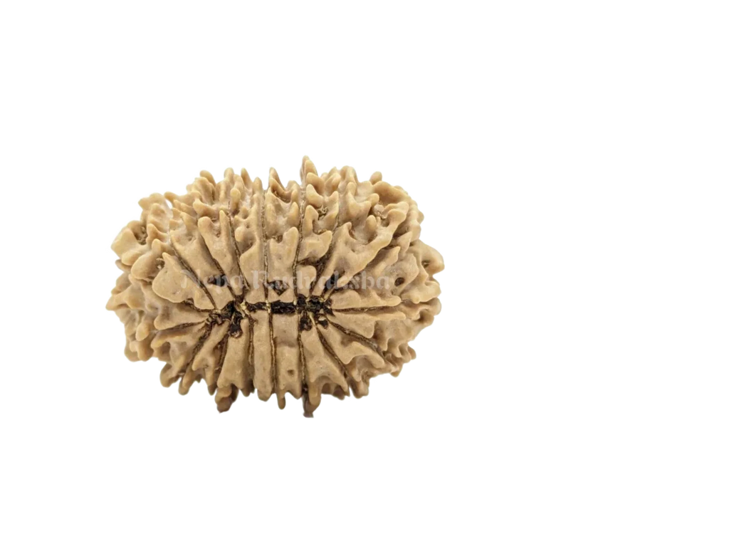 16 Mukhi Medium Sized Rudraksha Back Face