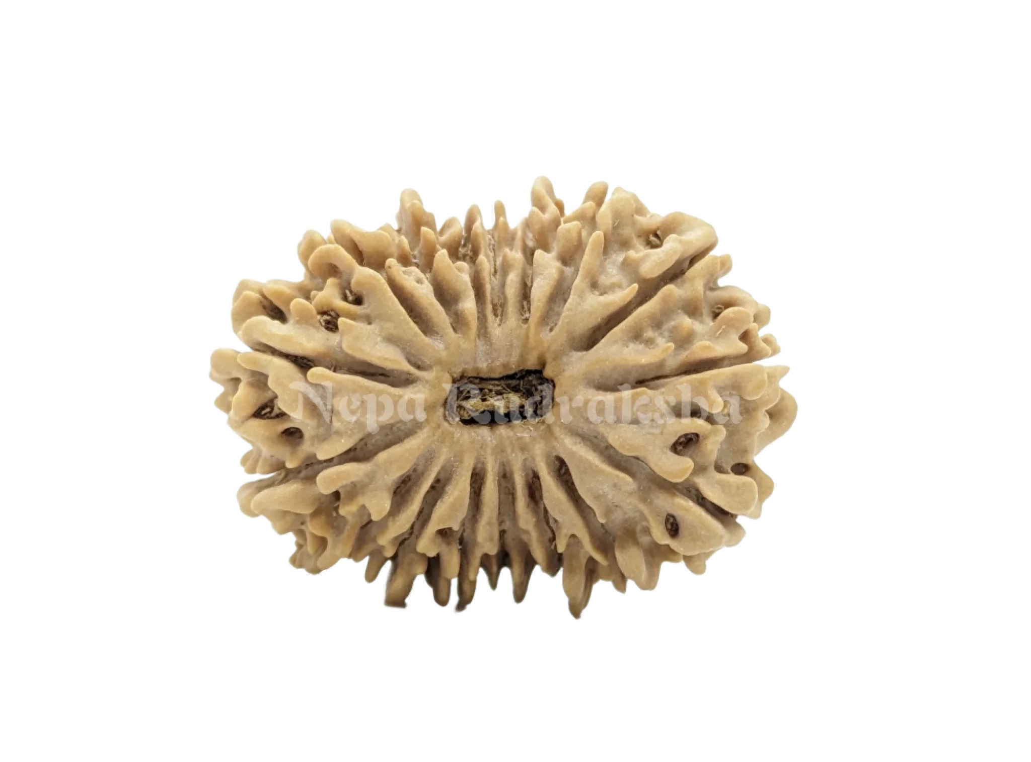 16 Mukhi (Medium) Rudraksha