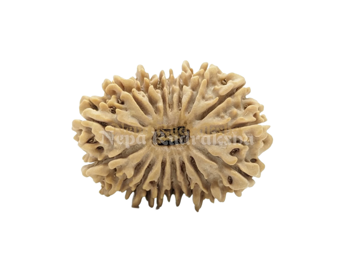 16 Mukhi (Medium) Rudraksha