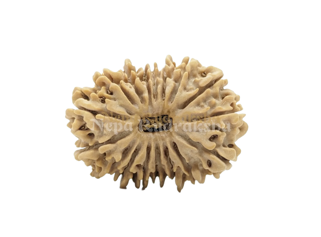 16 Mukhi Medium Sized Rudraksha Front Face