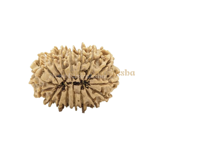 16 Mukhi (Medium) Rudraksha