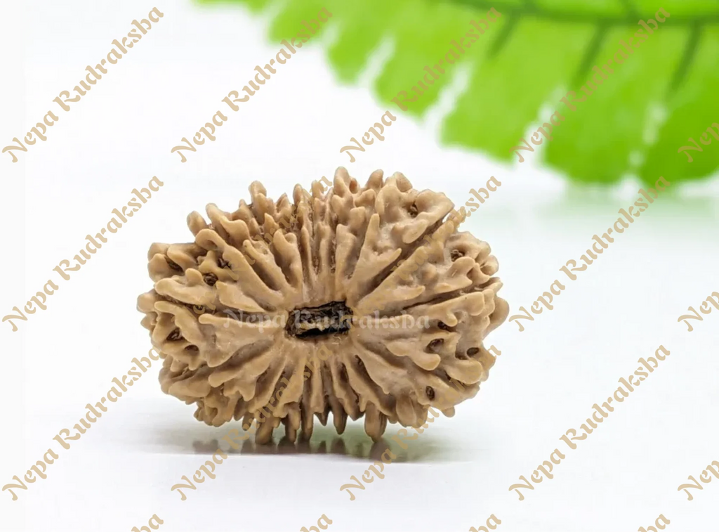 16 Mukhi Medium Sized Rudraksha