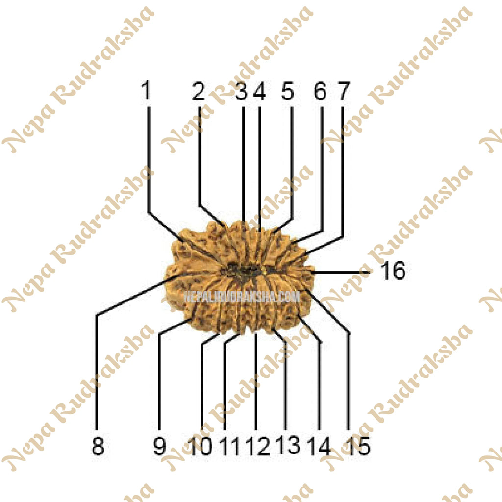 16 Mukhi Rudraksha Face Count