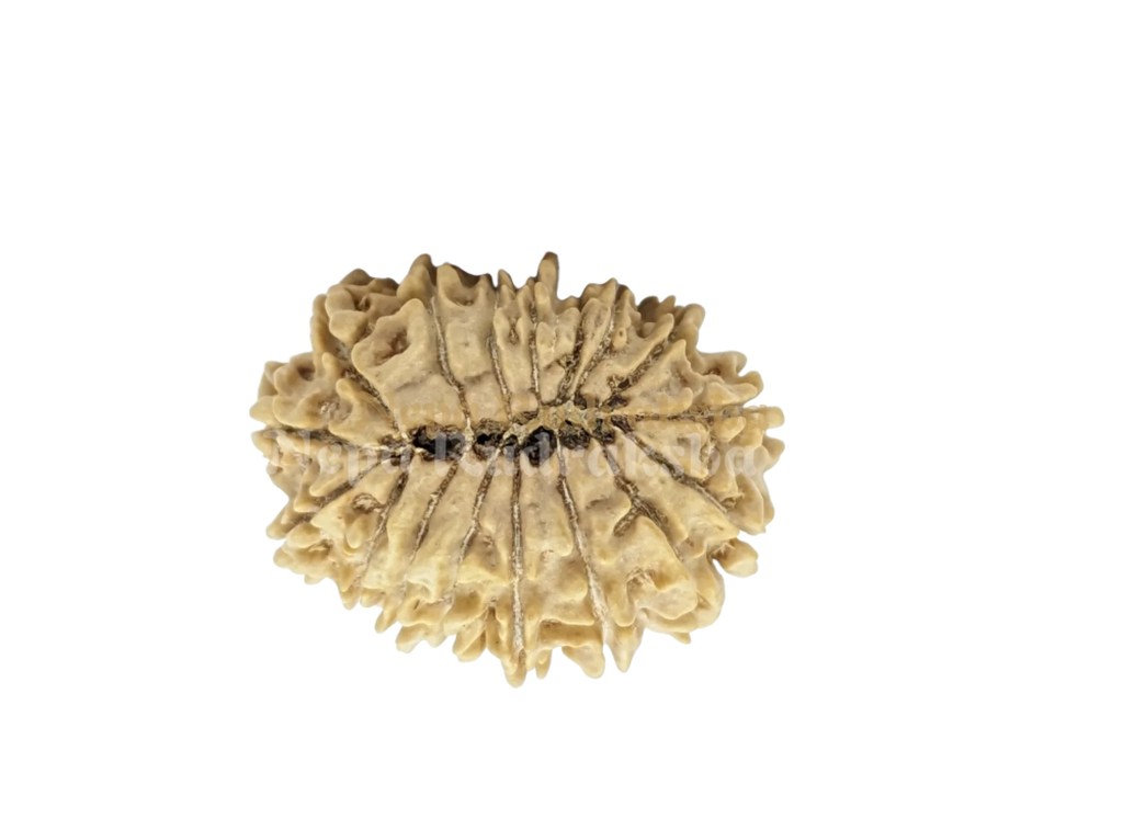 16 Mukhi Rudraksha Back View