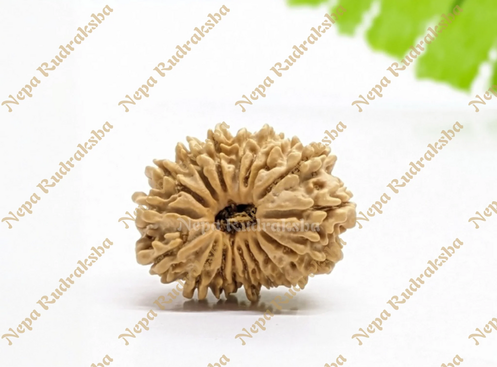 Nepali 16 Mukhi Rudraksha