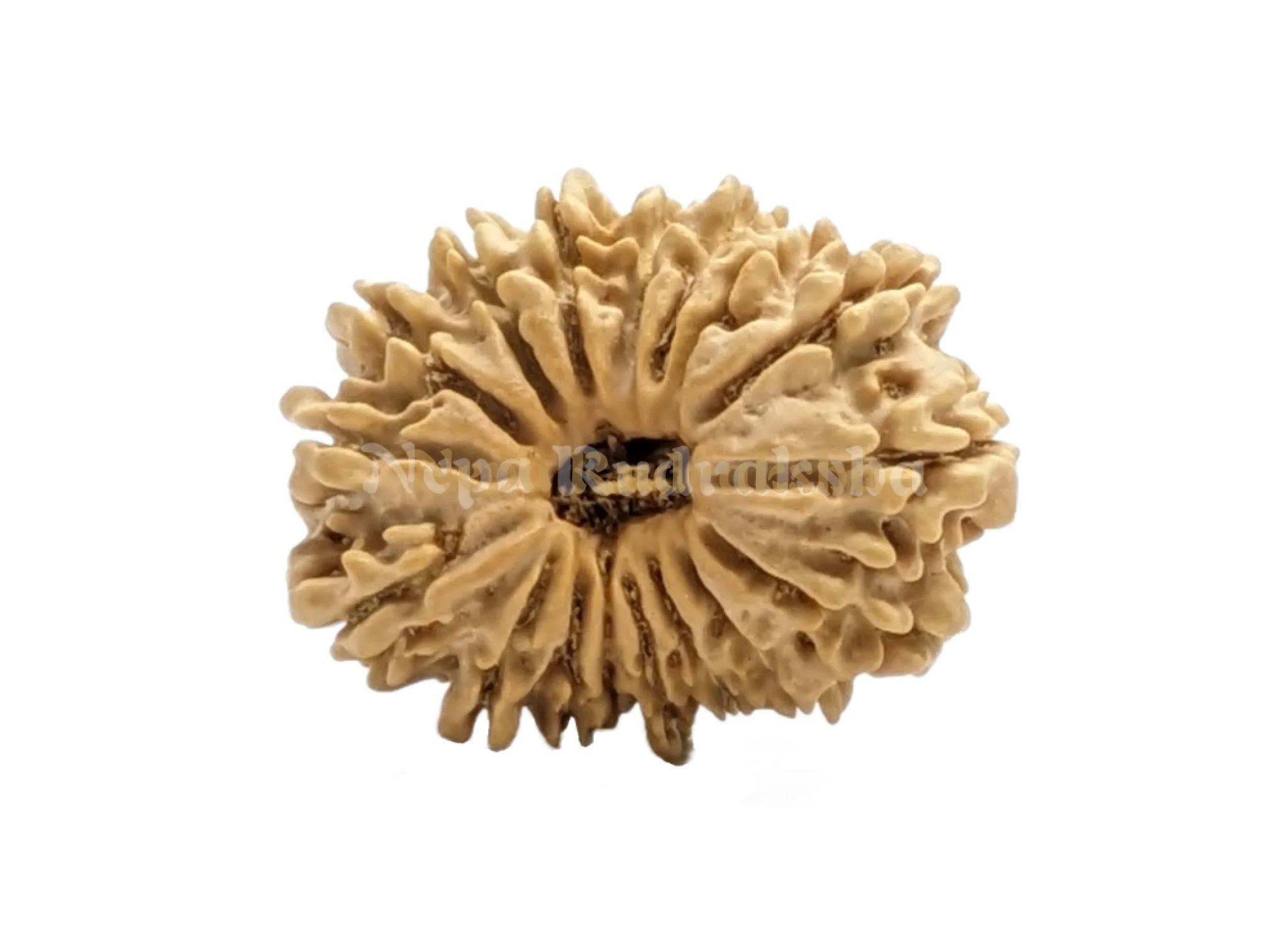 16 Mukhi (Regular) Rudraksha