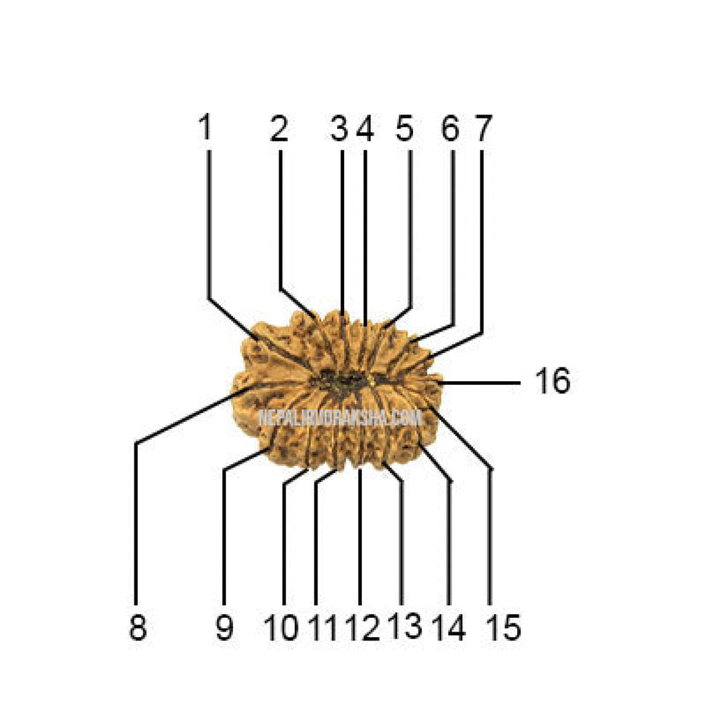 16 Mukhi Rudraksha Face Count