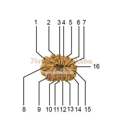 16 Mukhi (Regular) Rudraksha