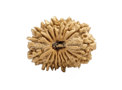 16 Mukhi (Regular) Rudraksha