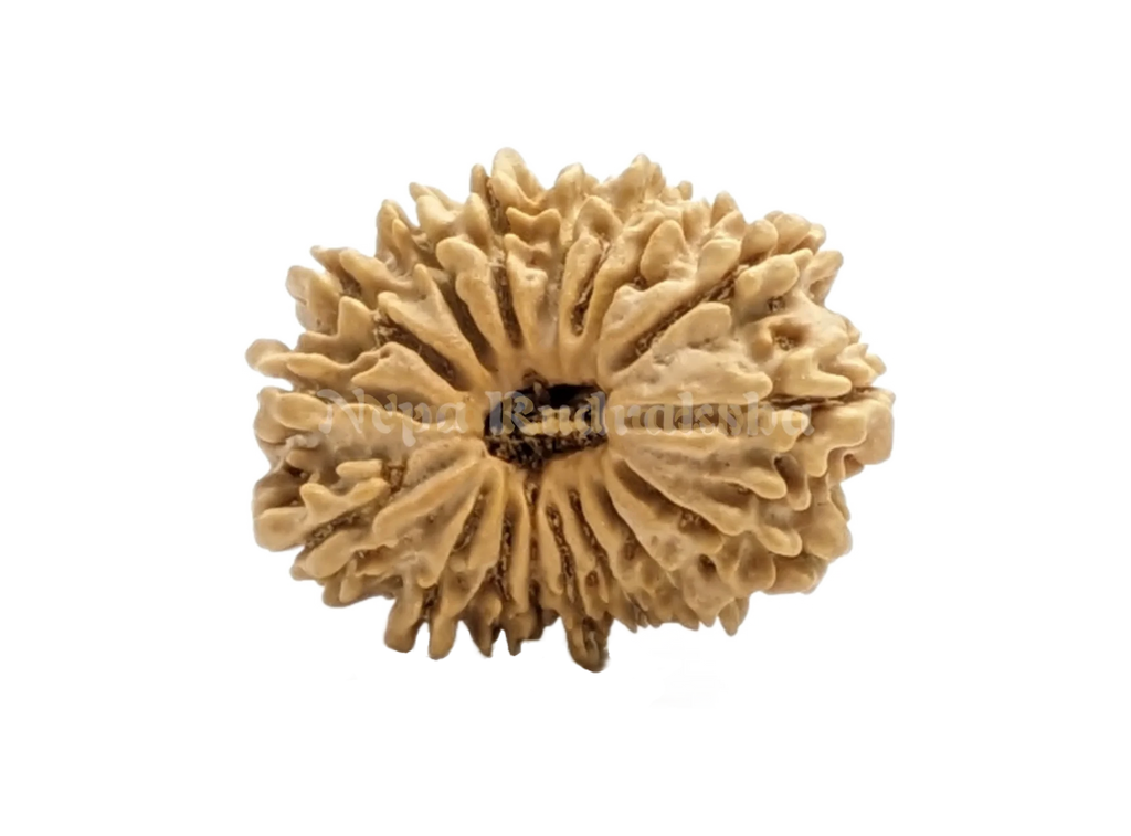 16 Mukhi Rudraksha Front View