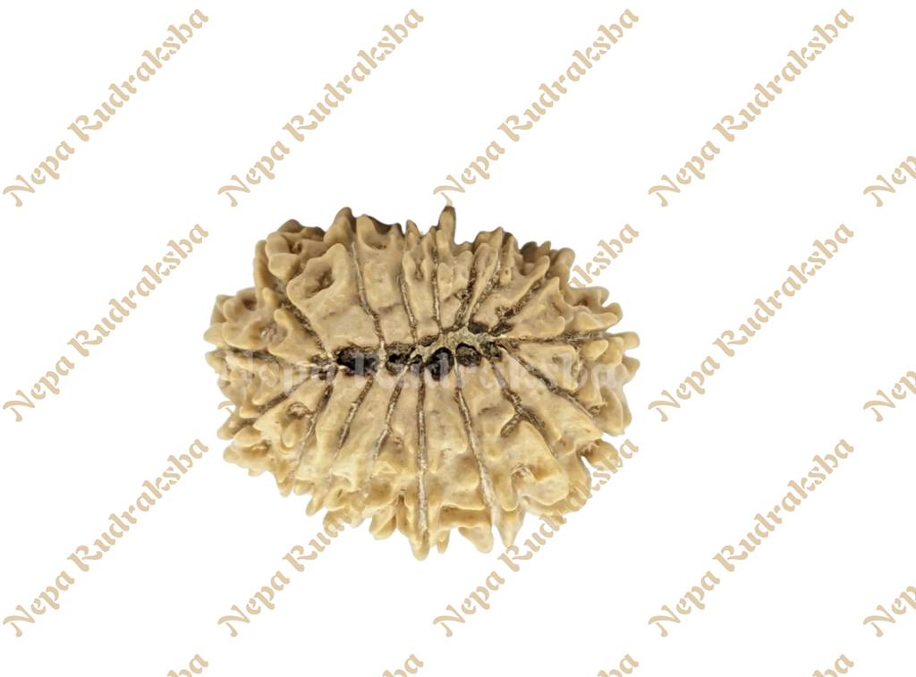 16 Mukhi Rudraksha Back View