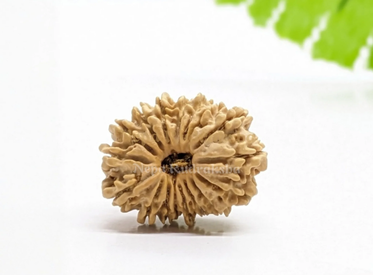 16 Mukhi (Regular) Rudraksha
